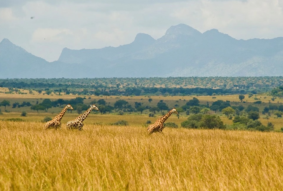 Kidepo Wildlife