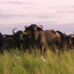 Kidepo African Buffaloes