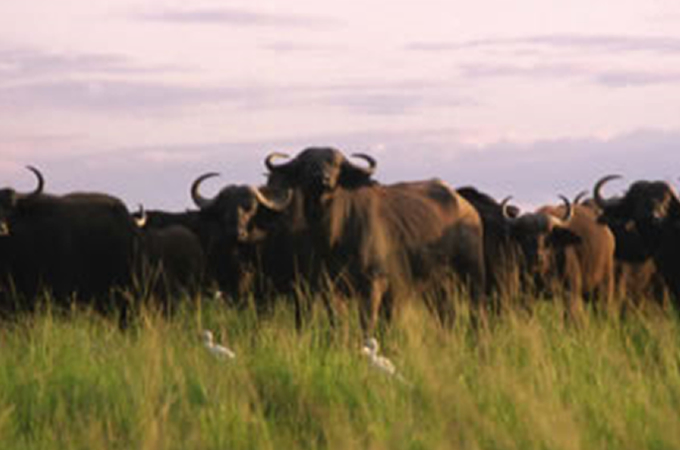 Kidepo African Buffaloes
