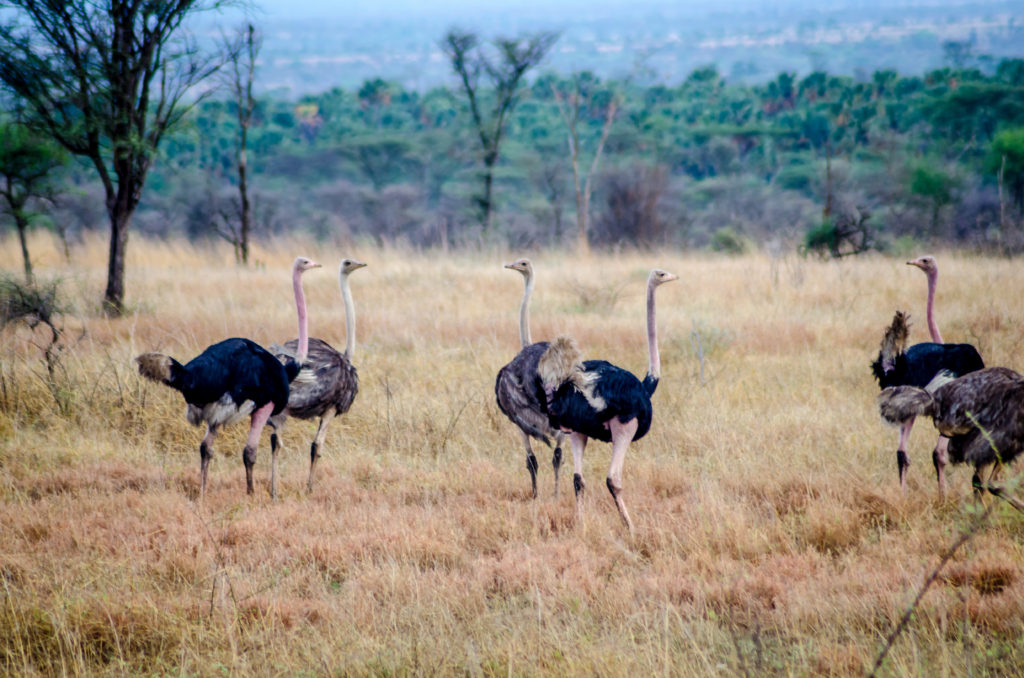 Ostriches in Kidepo National Park