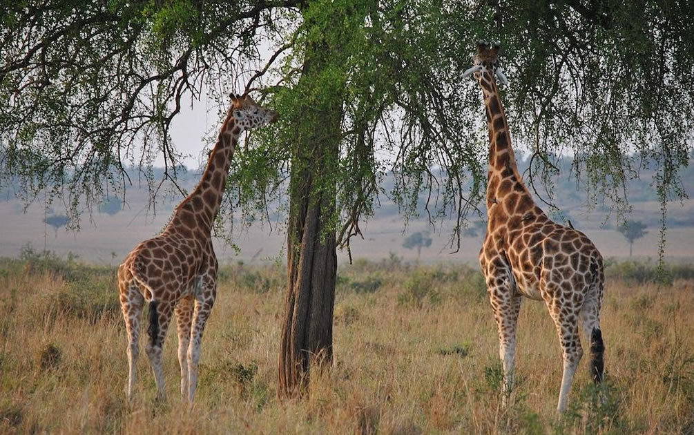 Giraffes in Kidepo Valley NP